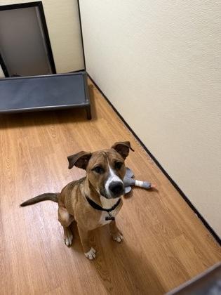 Buddy 51391, a ADOPTABLE Mixed Breed in Oklahoma City, OK image 1/2