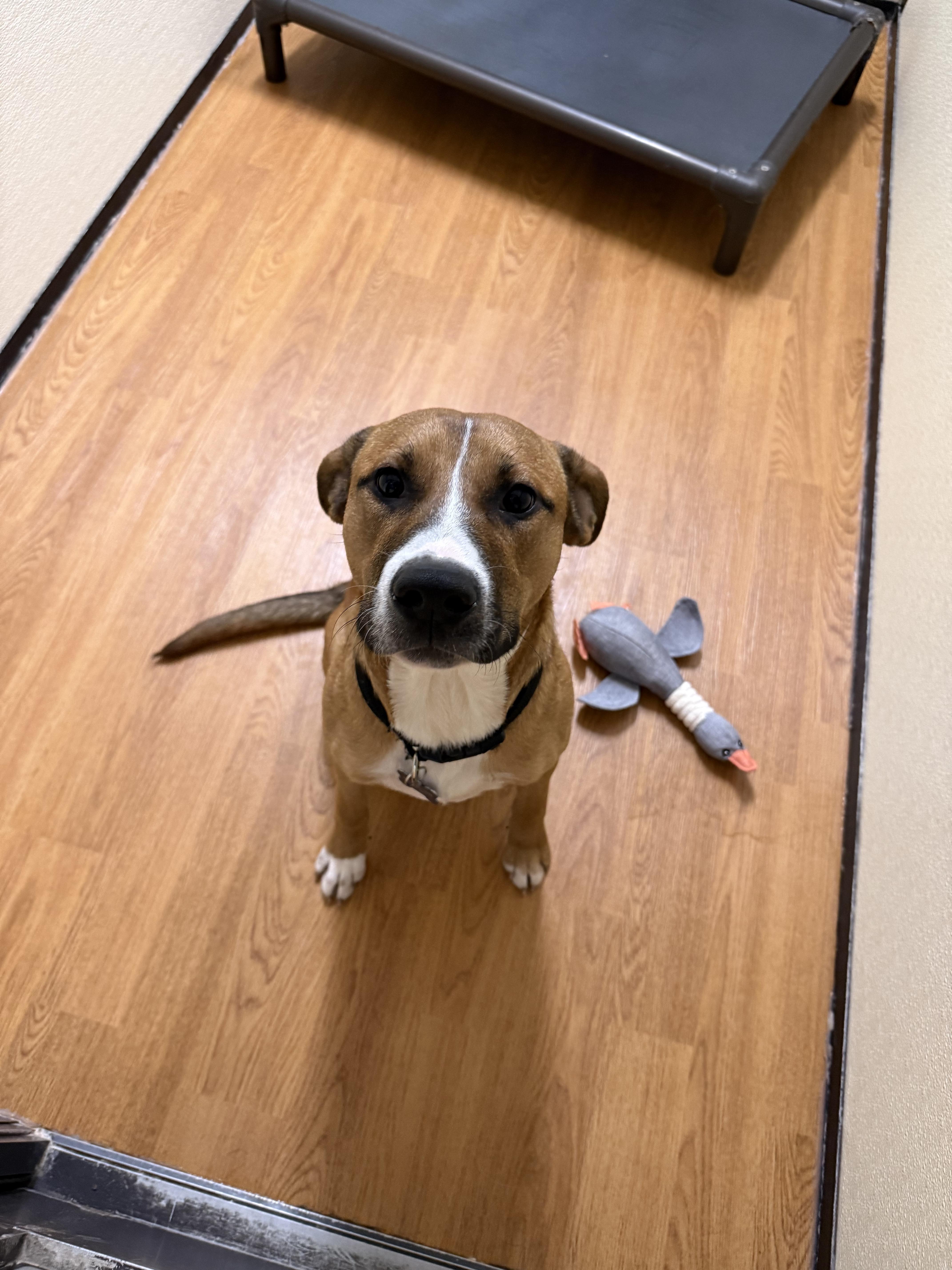 Buddy 51391, a ADOPTABLE Mixed Breed in Oklahoma City, OK image 2/2