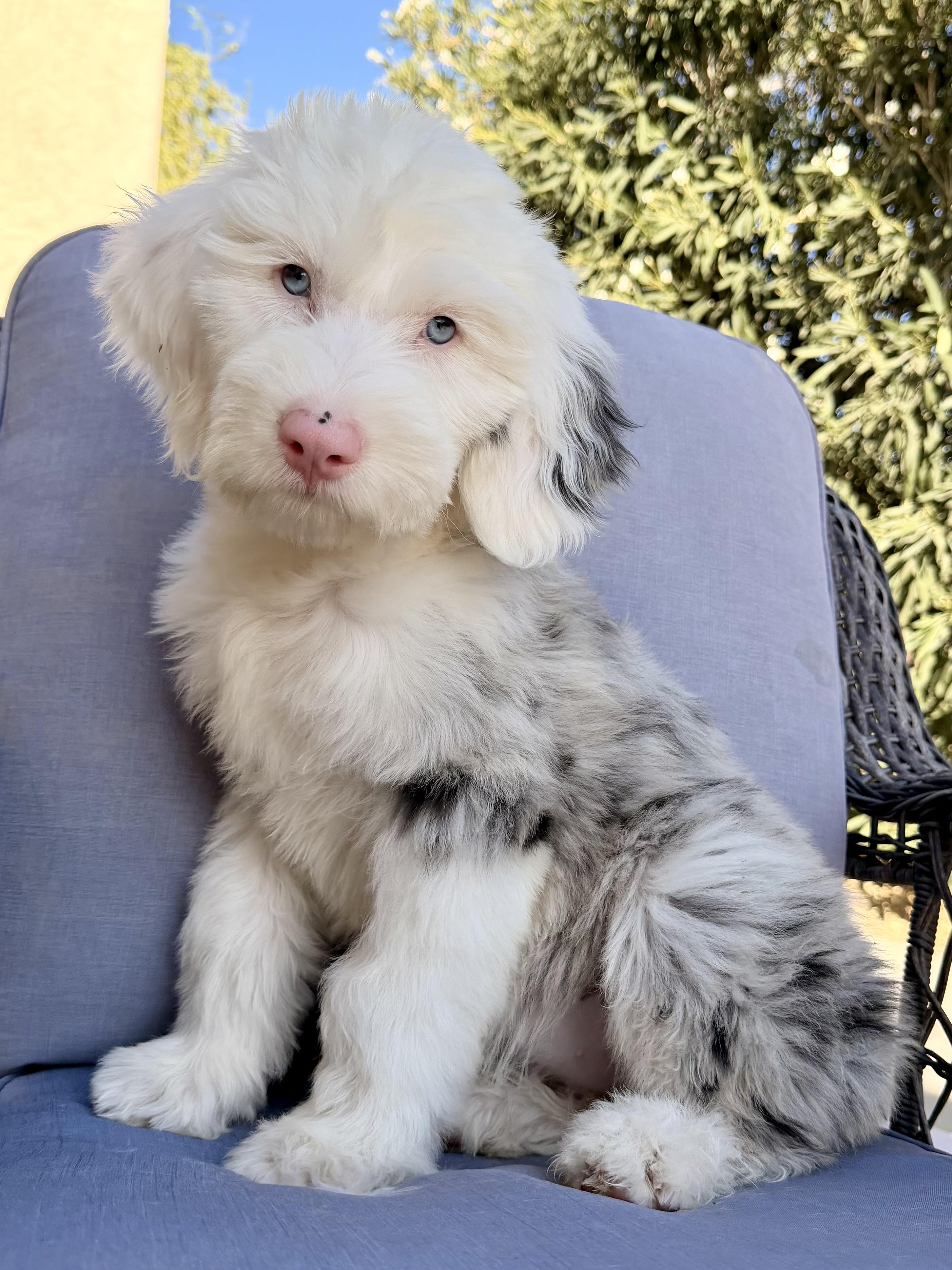 Enlarge Cymber, an adopted mixed breed in ontario, CA image 1/6