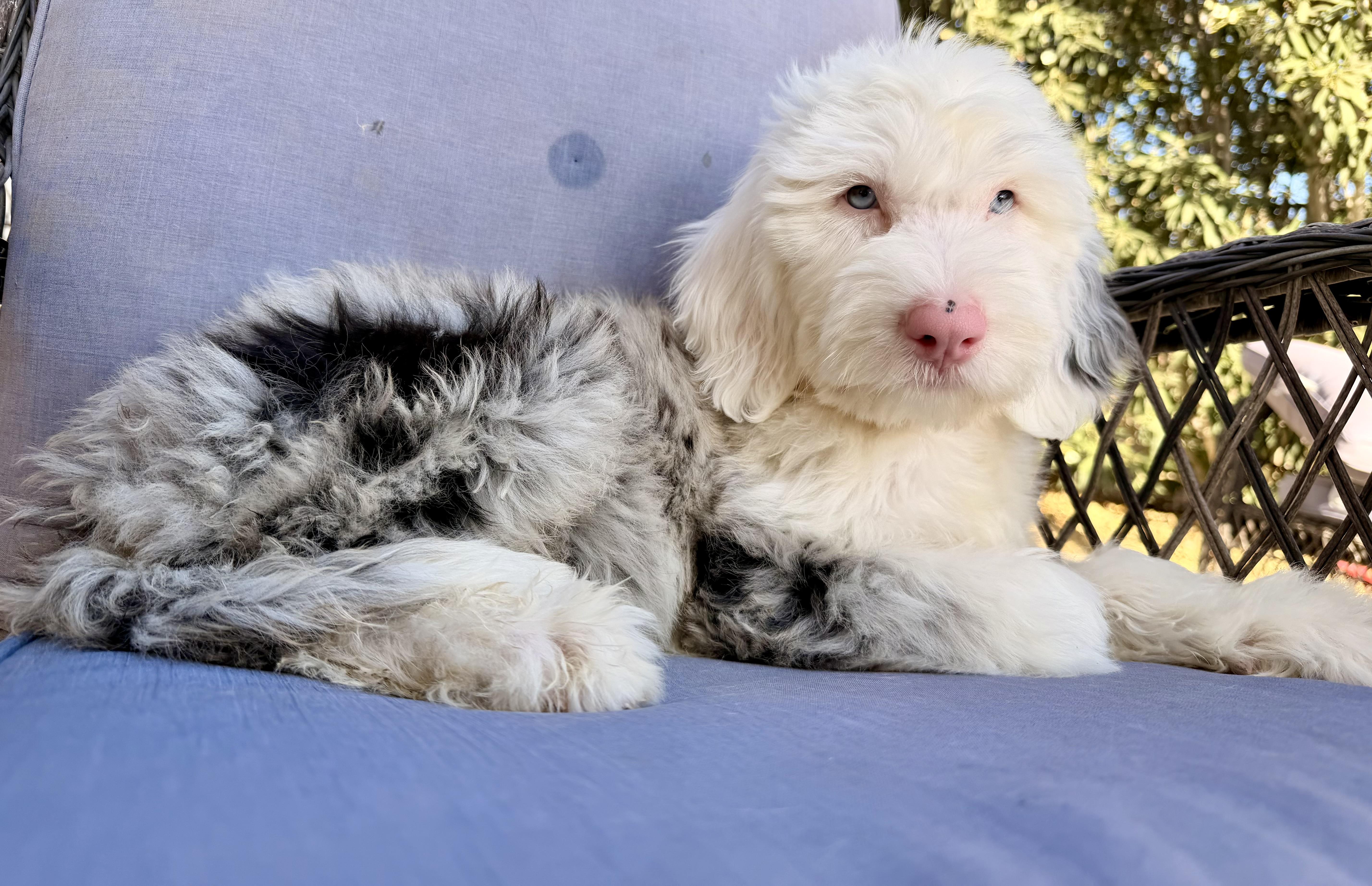 Enlarge Cymber, an adopted mixed breed in ontario, CA image 6/6
