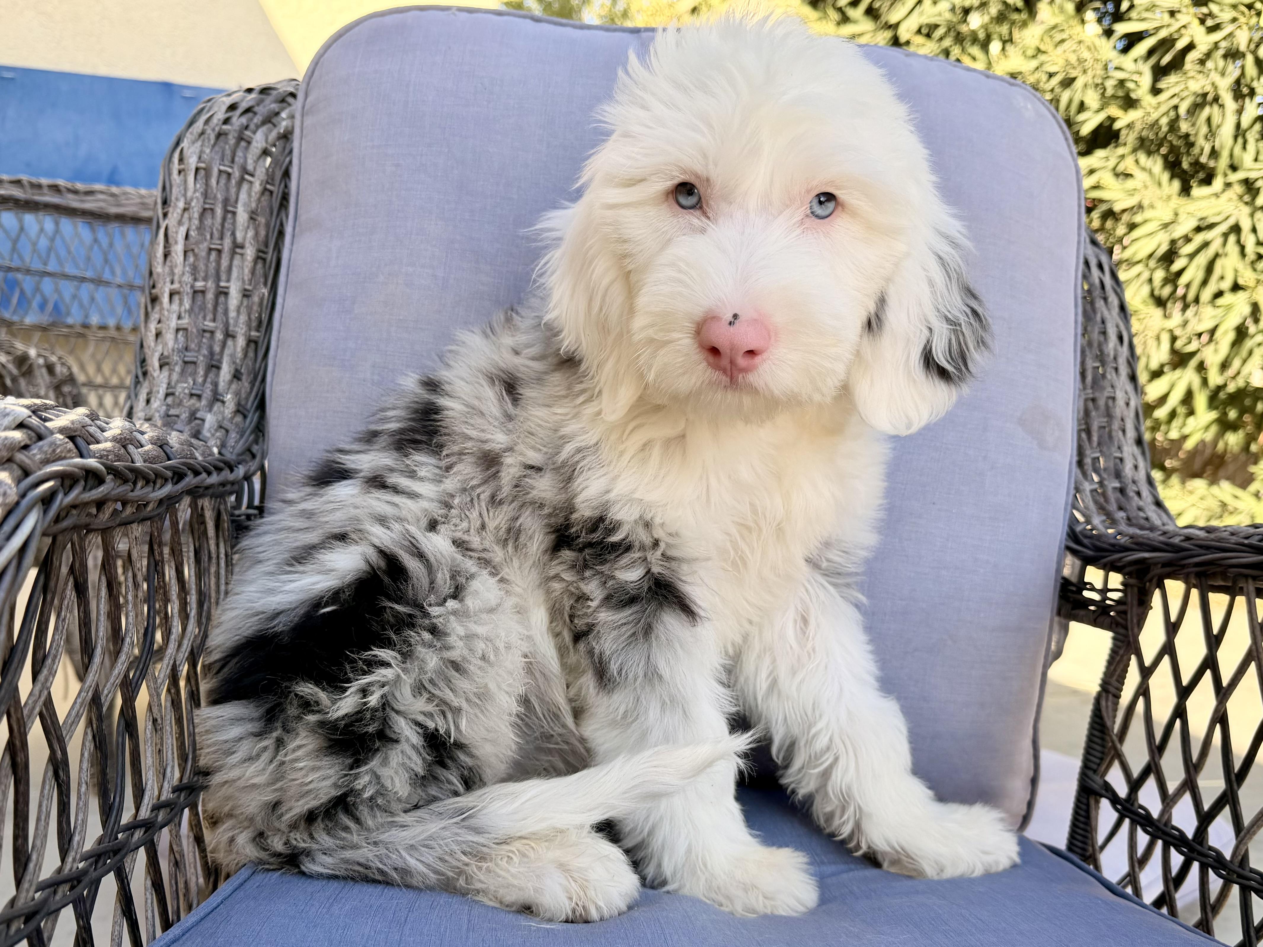 Enlarge Cymber, an adopted mixed breed in ontario, CA image 2/6