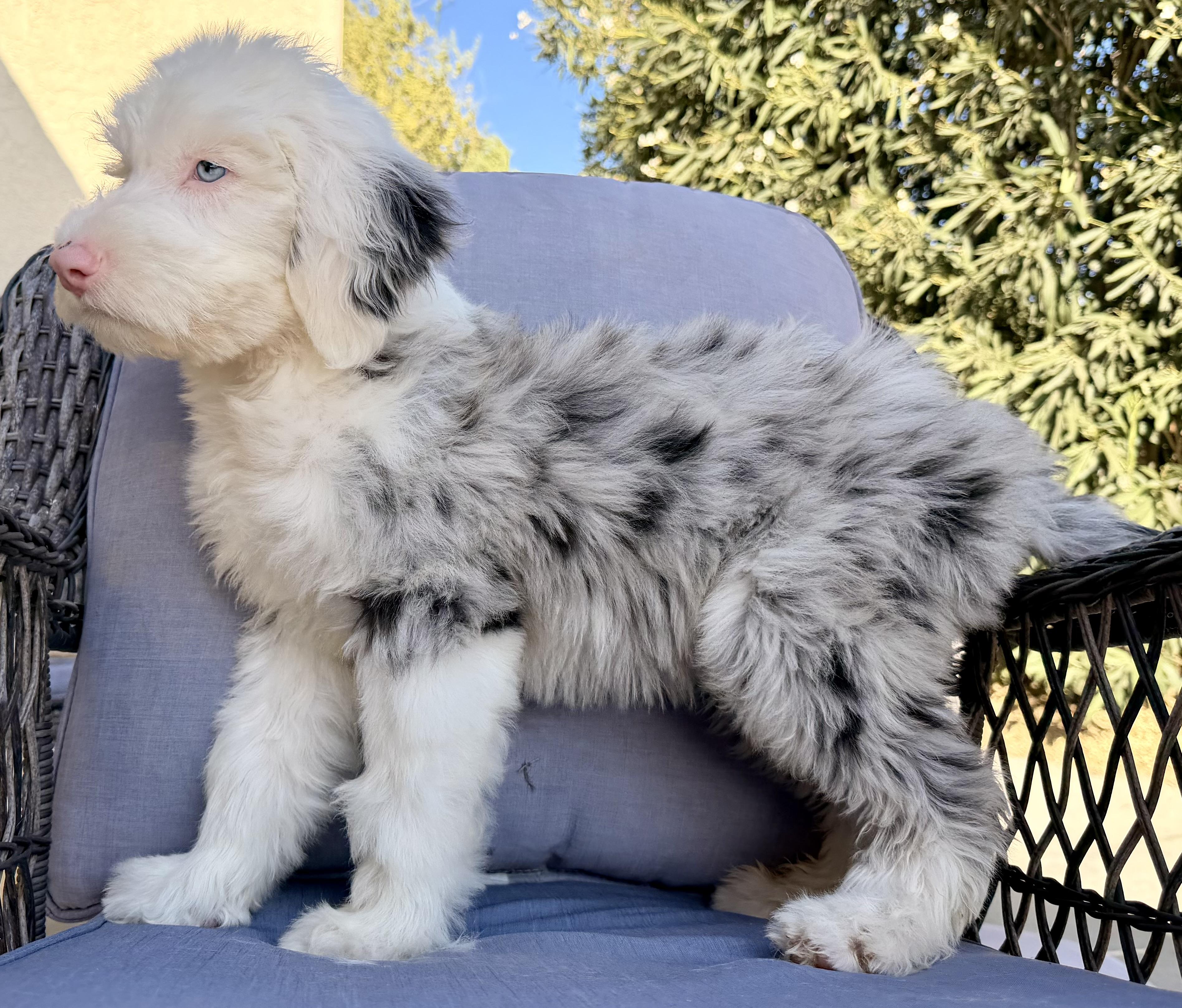 Enlarge Cymber, an adopted mixed breed in ontario, CA image 5/6