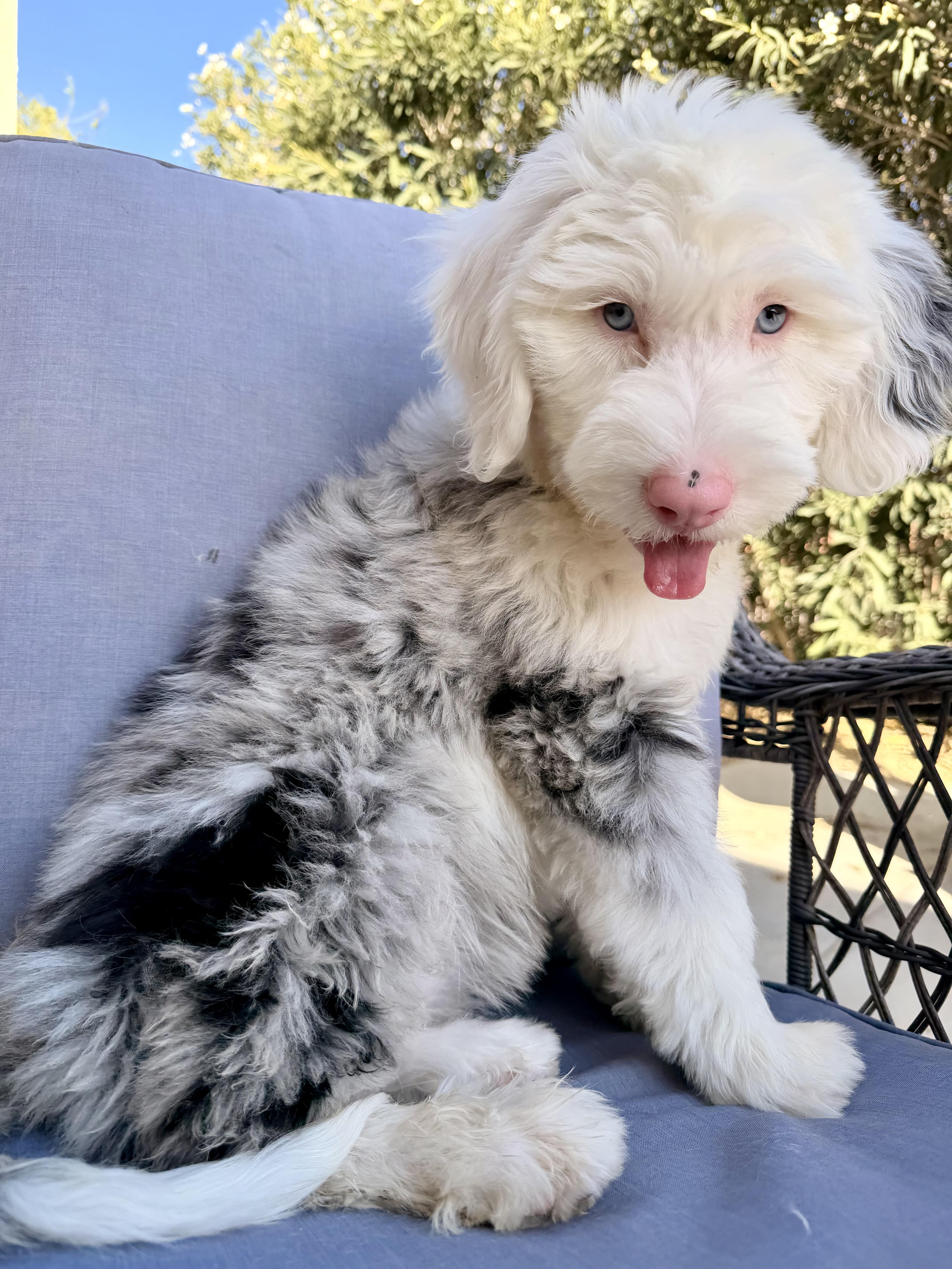 Enlarge Cymber, an adopted mixed breed in ontario, CA image 4/6