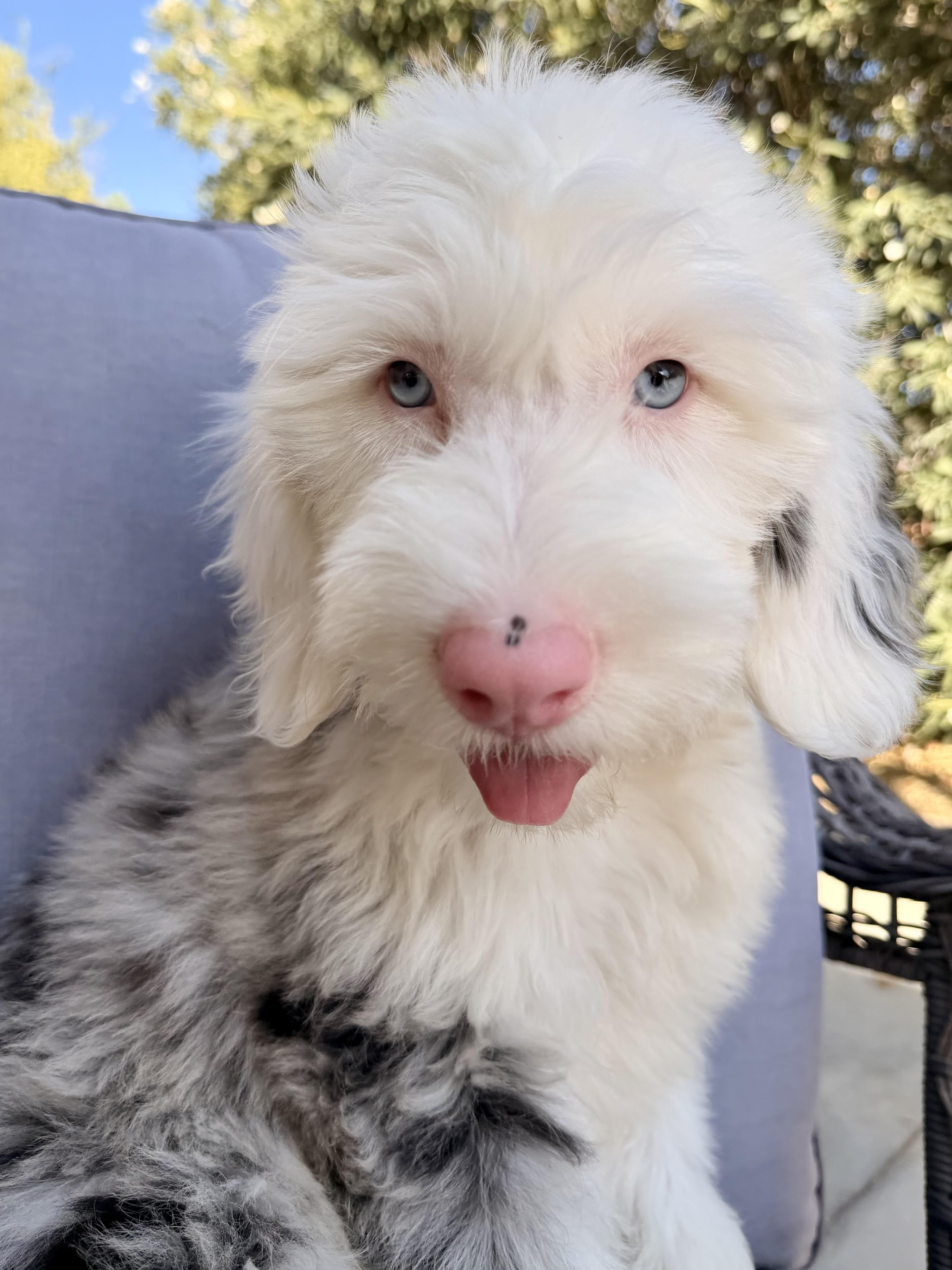 Enlarge Cymber, an adopted mixed breed in ontario, CA image 3/6