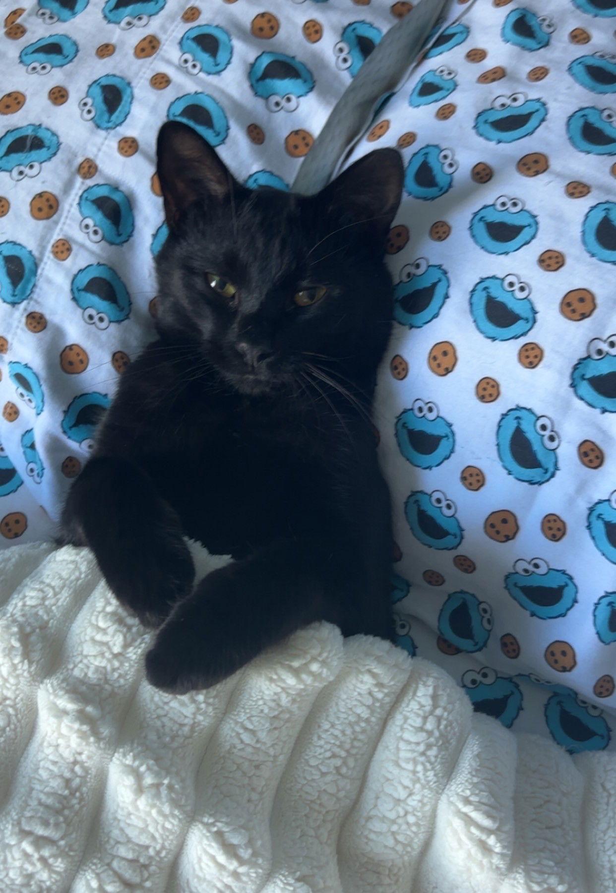 Scotty, Adoptable, Adult Male Domestic Short Hair.