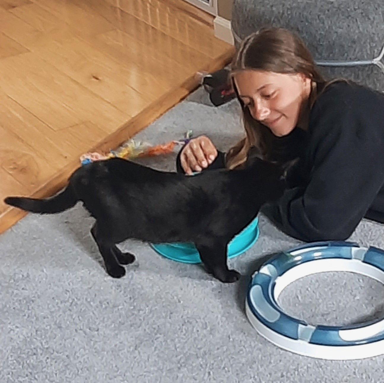 Enlarge Scotty, a Adoptable Domestic Short Hair in Traverse City, MI image 2/3