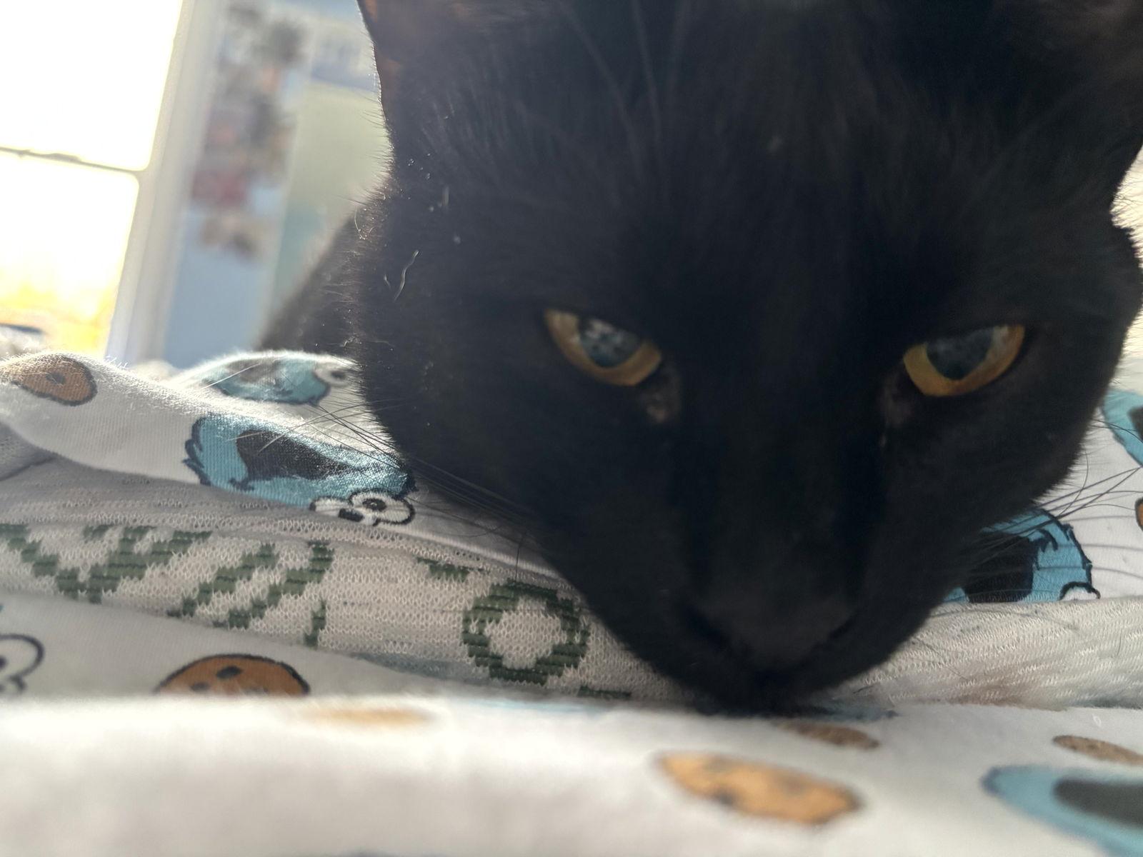 Enlarge Scotty, a Adoptable Domestic Short Hair in Traverse City, MI image 3/3