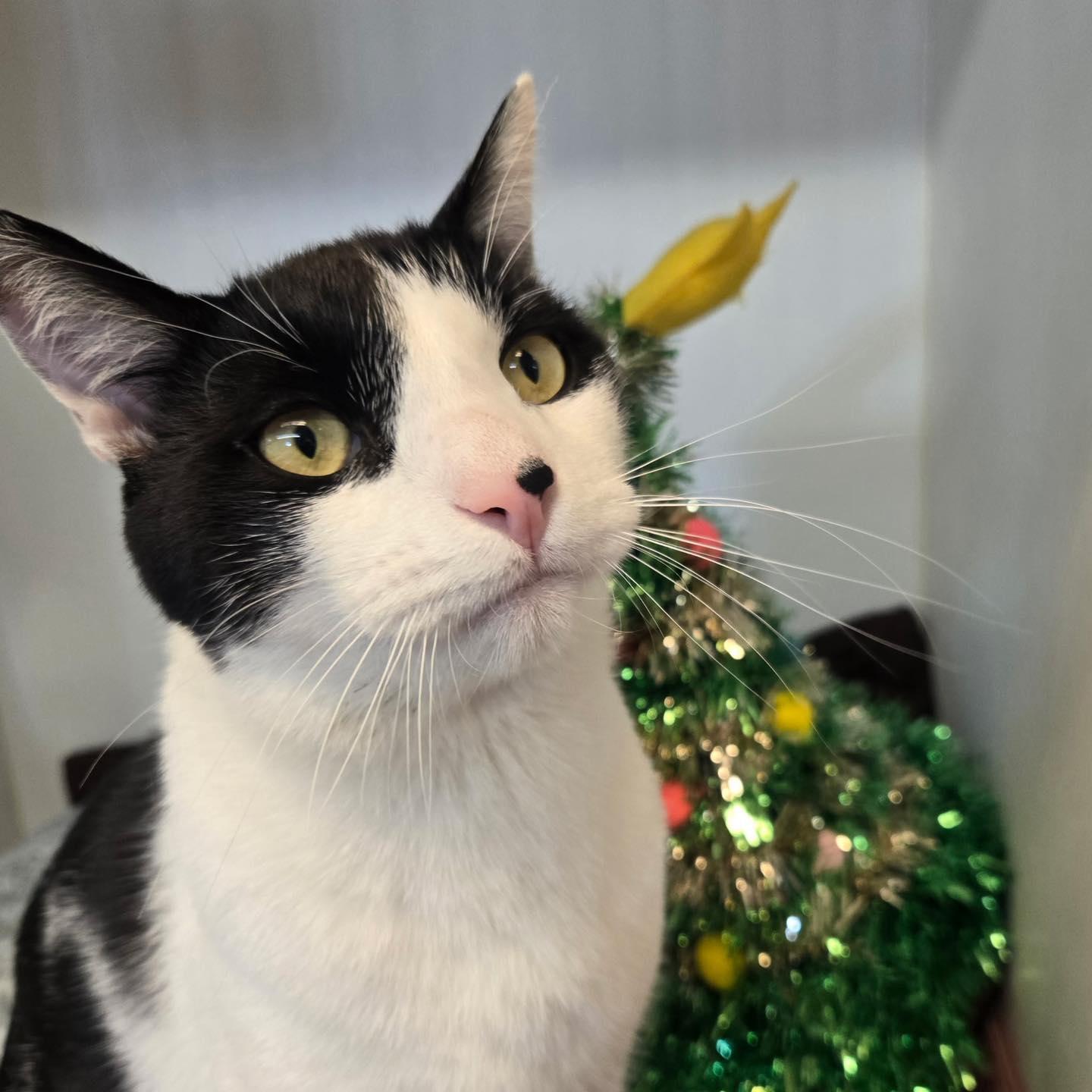 Houdini, ADOPTABLE, Adult Male Domestic Short Hair.