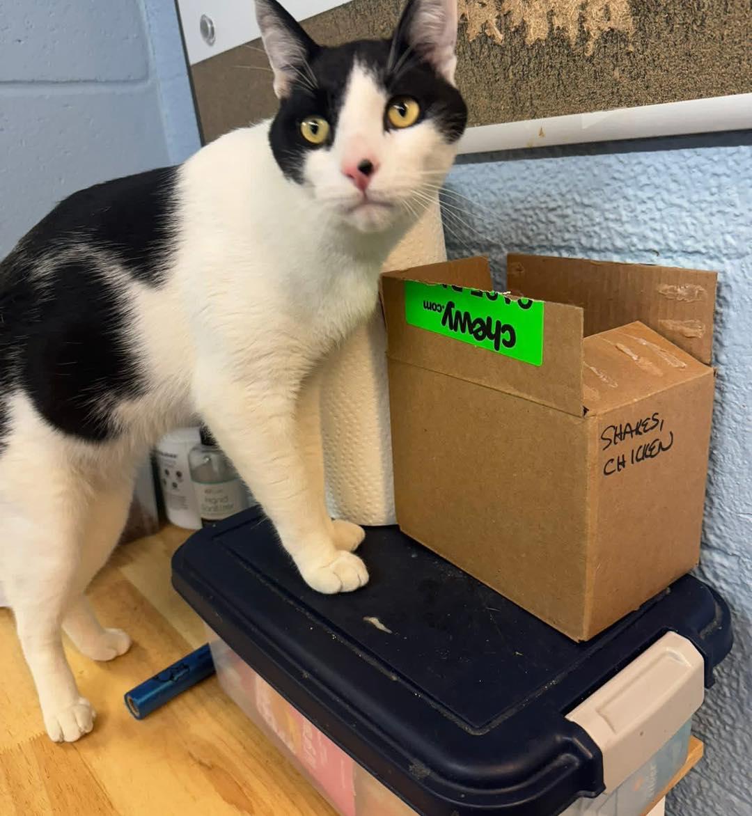 Houdini, adoptable, Adult Male Domestic Short Hair.