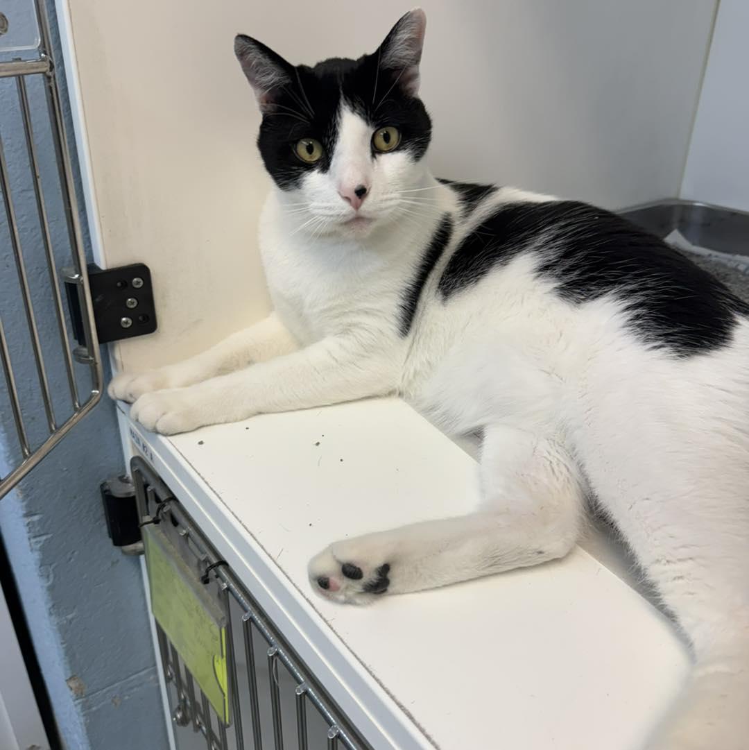 Houdini, an adoptable Domestic Short Hair in Bloomfield, NJ image 1/6