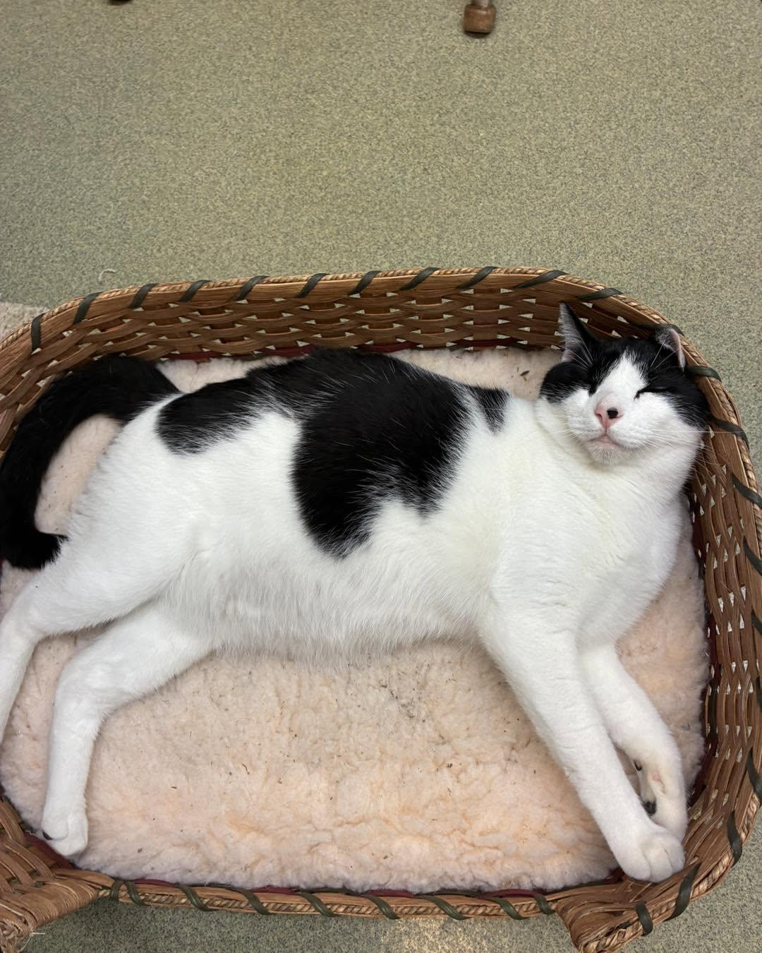 Enlarge Houdini, an adopted Domestic Short Hair in Bloomfield, NJ image 3/6