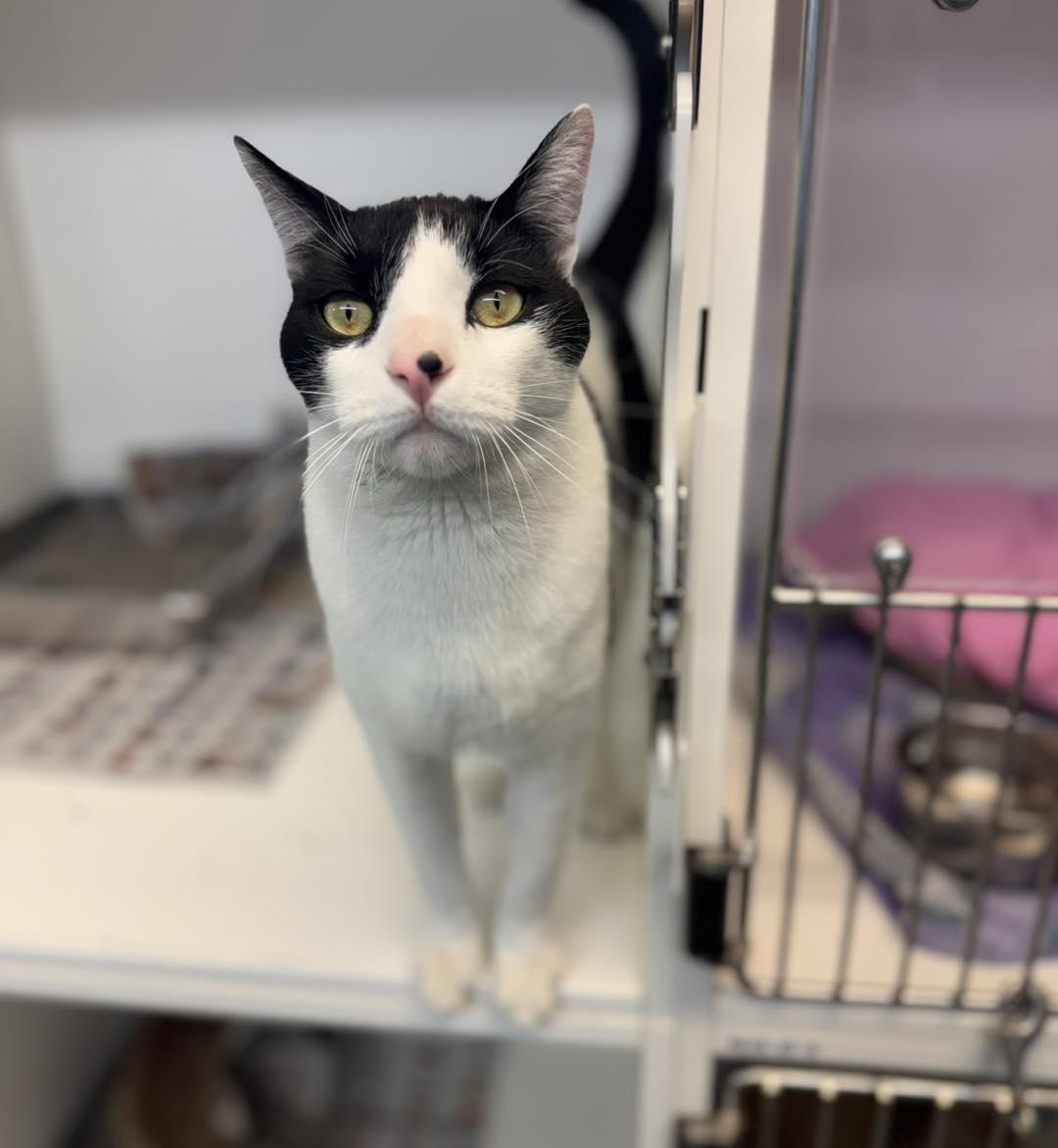 Houdini, a ADOPTABLE Domestic Short Hair in Bloomfield, NJ image 1/2