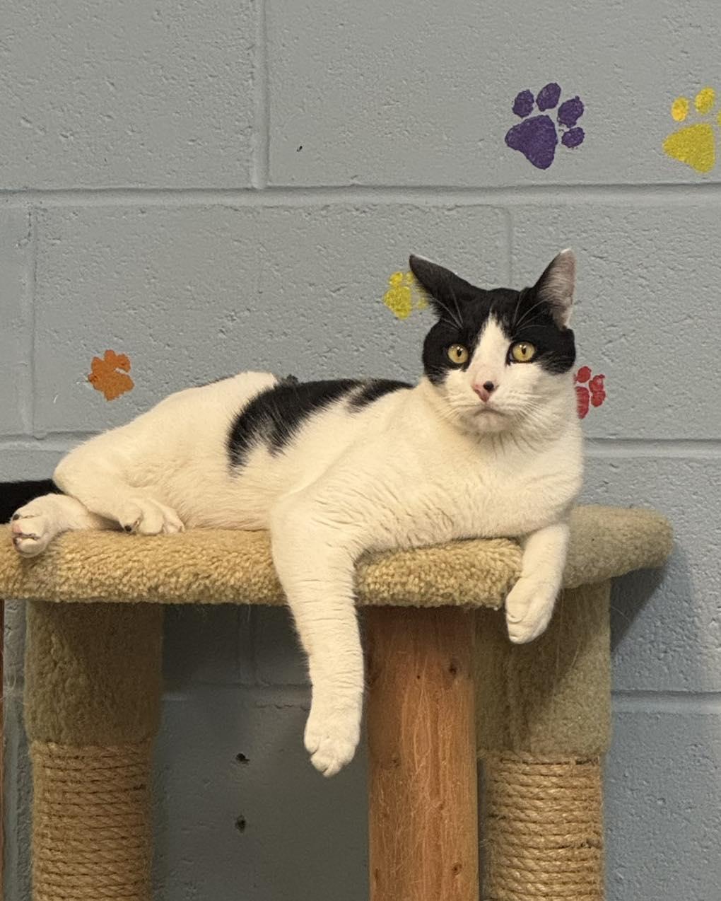 Enlarge Houdini, an adoptable Domestic Short Hair in Bloomfield, NJ image 2/6