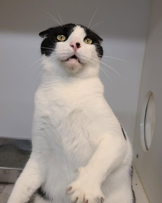 Houdini, adoptable, Adult Male Domestic Short Hair.