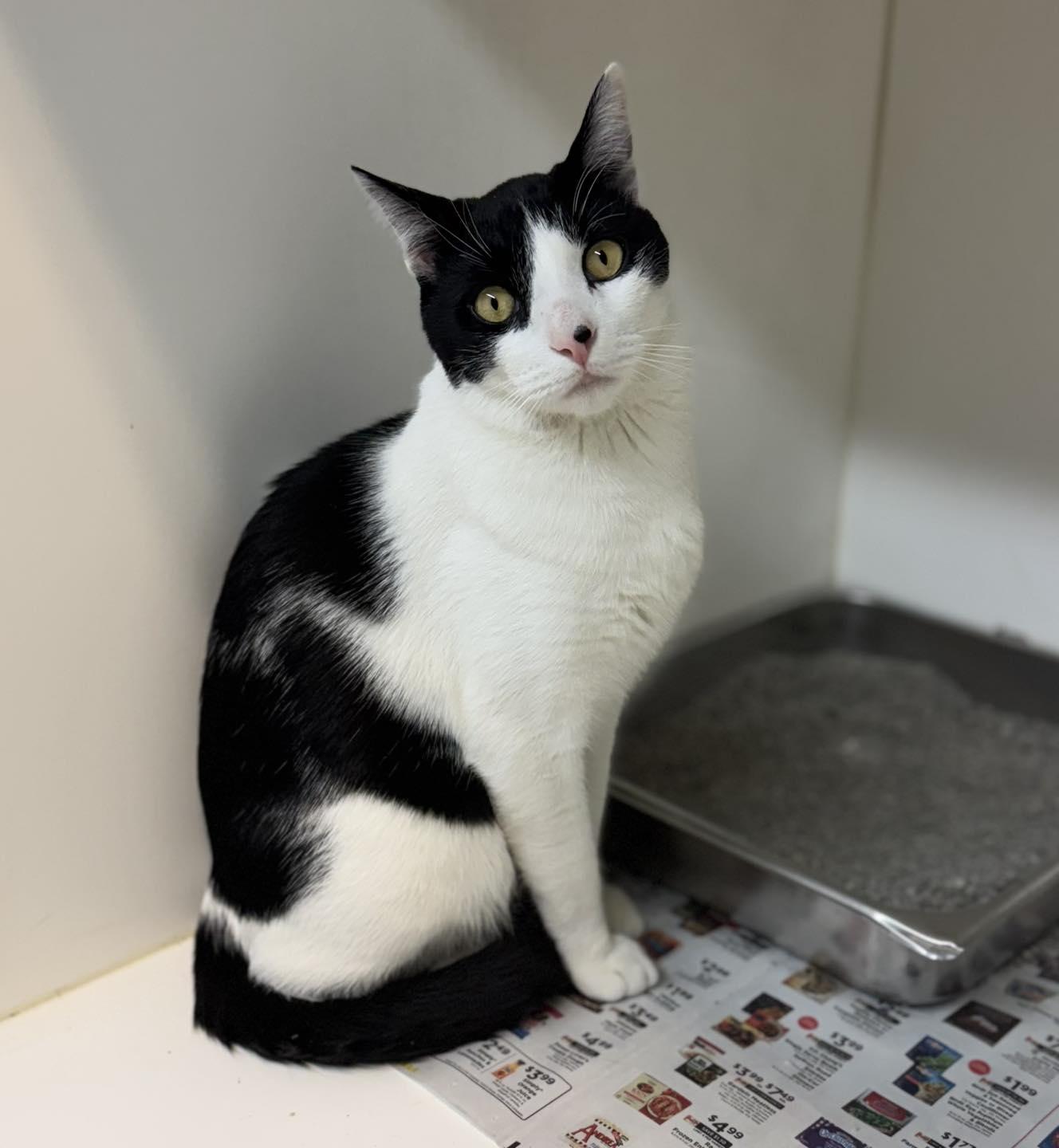 Houdini, a ADOPTABLE Domestic Short Hair in Bloomfield, NJ image 2/2