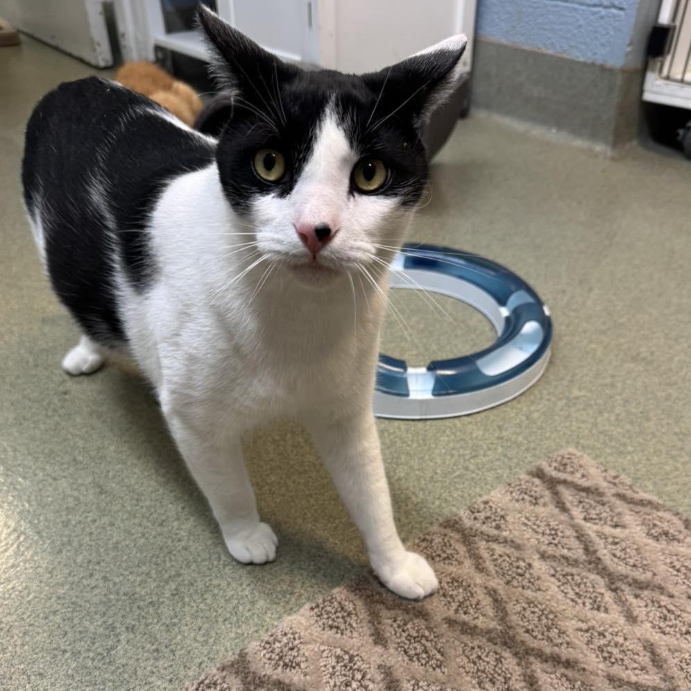 Houdini, an adoptable Domestic Short Hair in Bloomfield, NJ image 3/6