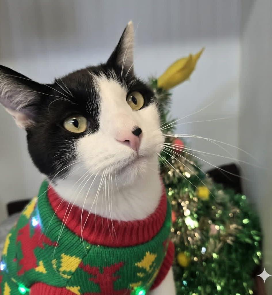 Enlarge Houdini, an adoptable Domestic Short Hair in Bloomfield, NJ image 6/6