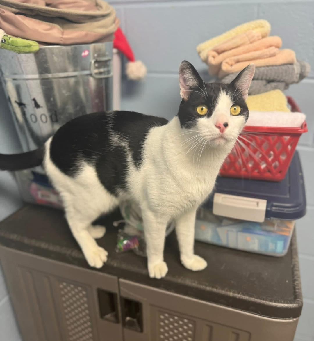 Enlarge Houdini, an adoptable Domestic Short Hair in Bloomfield, NJ image 4/6