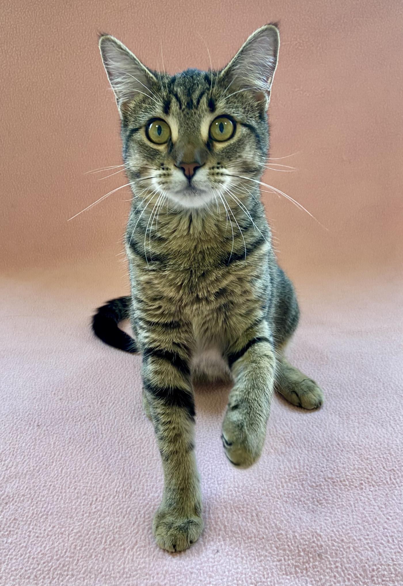 Enlarge Skeeter, a Adoptable Domestic Short Hair in Manitou Springs, CO image 2/4