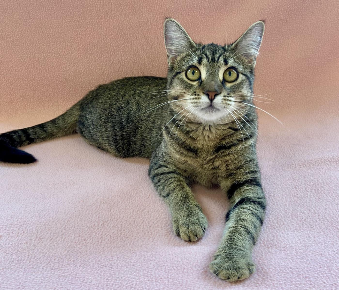 Enlarge Skeeter, a Adoptable Domestic Short Hair in Manitou Springs, CO image 3/4