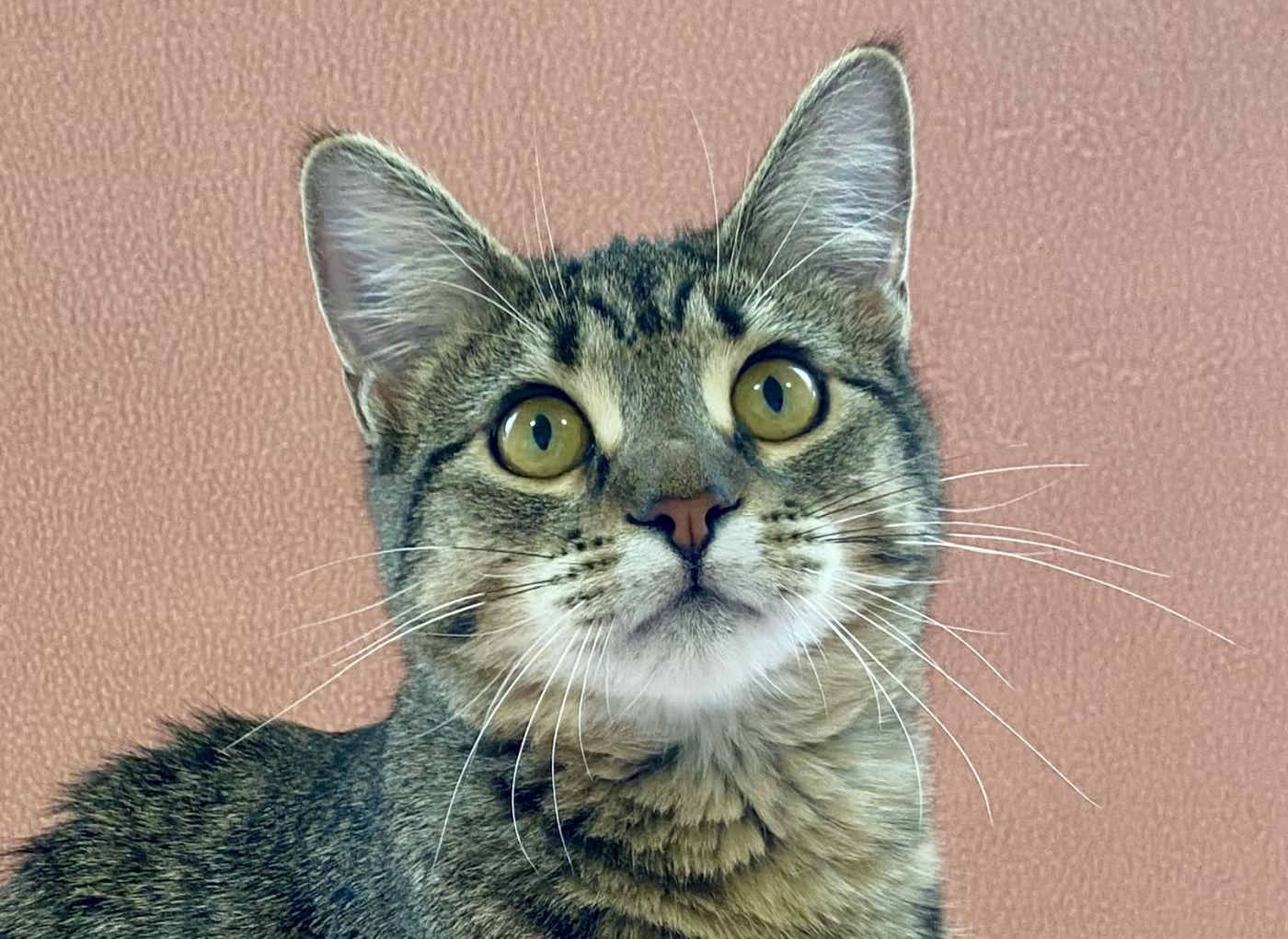 Skeeter, Adoptable, Young Female Domestic Short Hair.