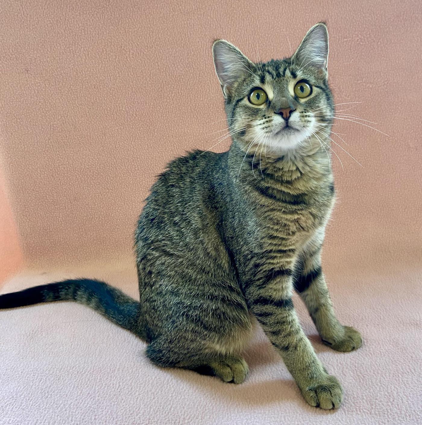 Enlarge Skeeter, a Adoptable Domestic Short Hair in Manitou Springs, CO image 4/4