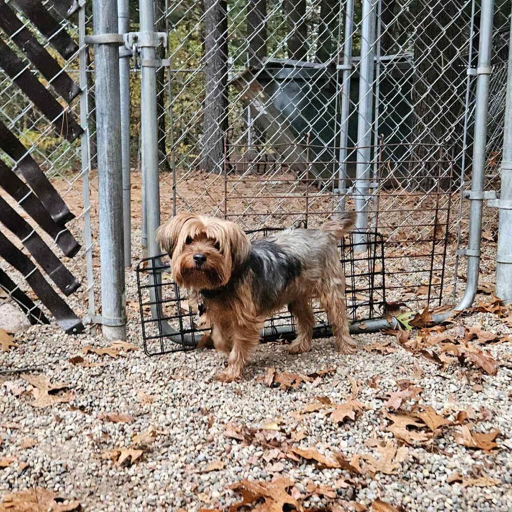 Ace, a Adoptable mixed breed in Muskegon, MI image 1/5