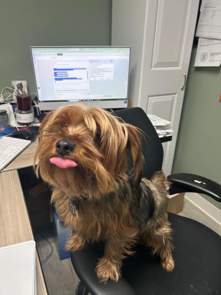 Ace, a Adoptable mixed breed in Muskegon, MI image 3/5