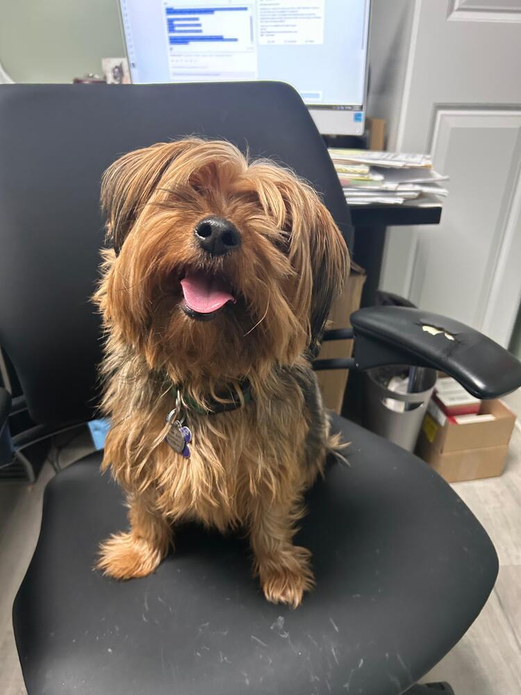 Ace, a Adoptable mixed breed in Muskegon, MI image 4/5