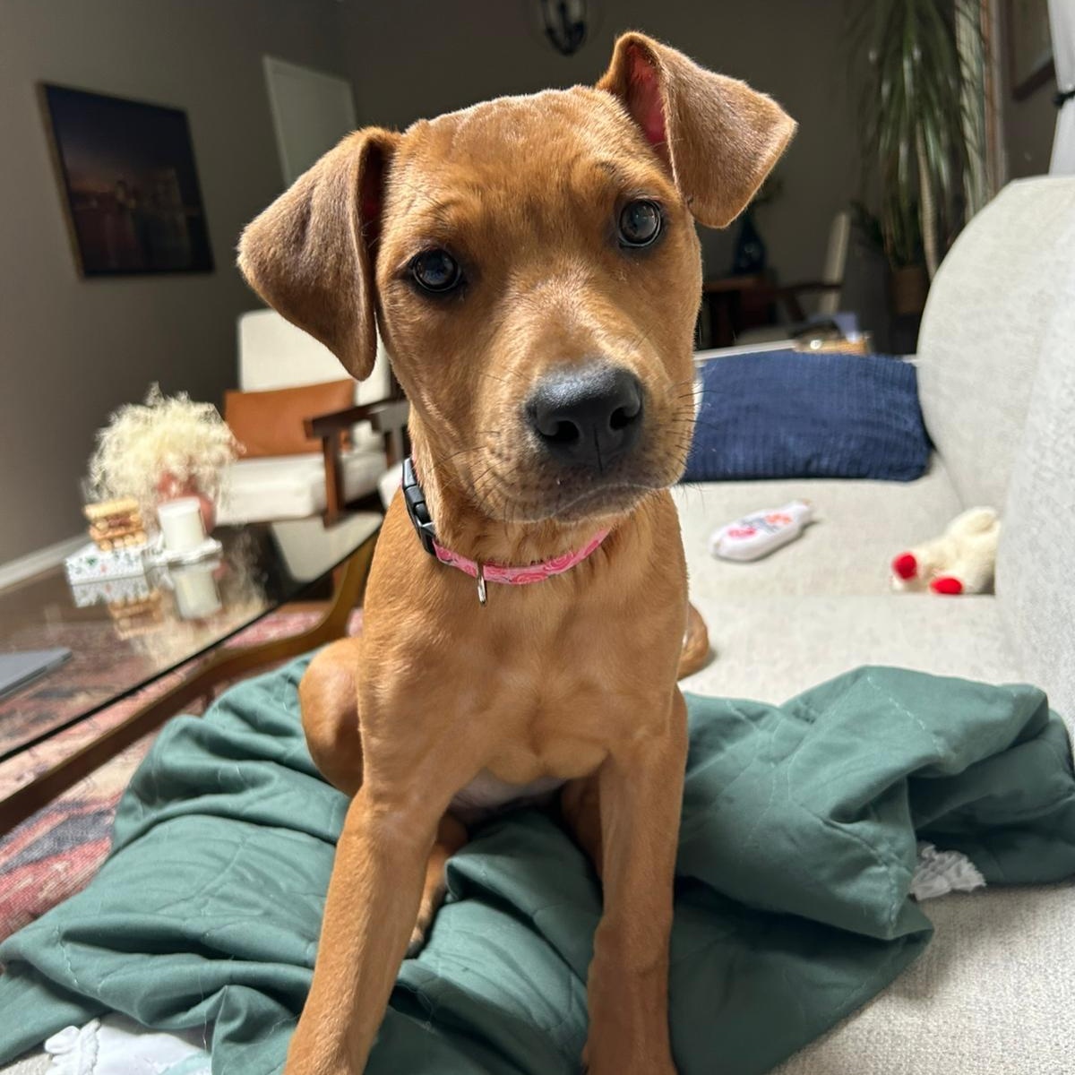 Kennedy, an adoptable Rottweiler, Pit Bull Terrier in Midland, MI, 48642 | Photo Image 2