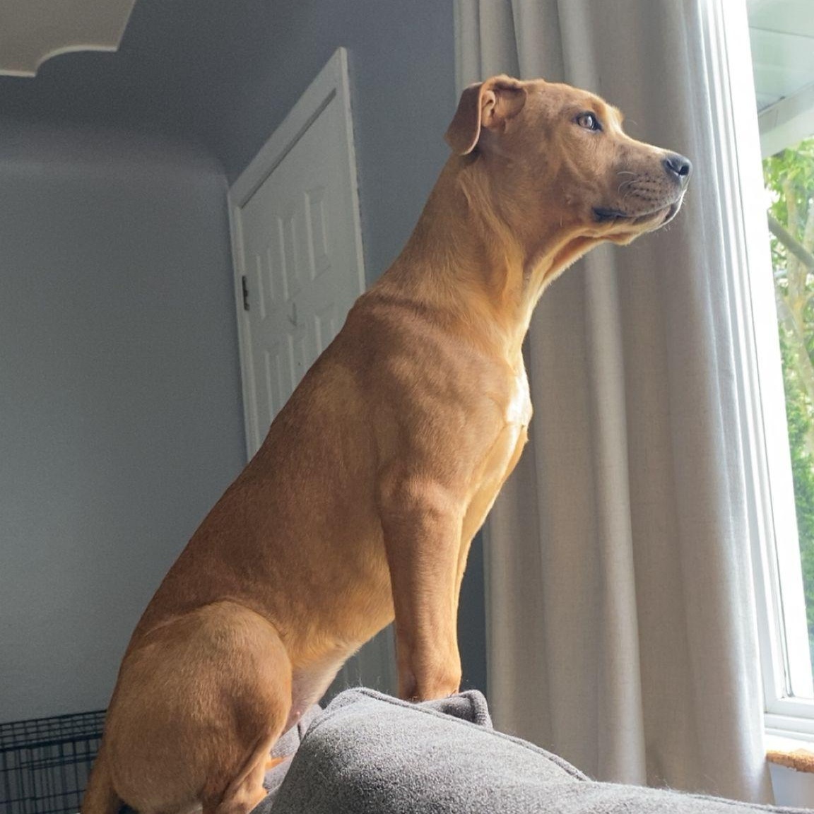 Kennedy, an adoptable Rottweiler, Pit Bull Terrier in Midland, MI, 48642 | Photo Image 4