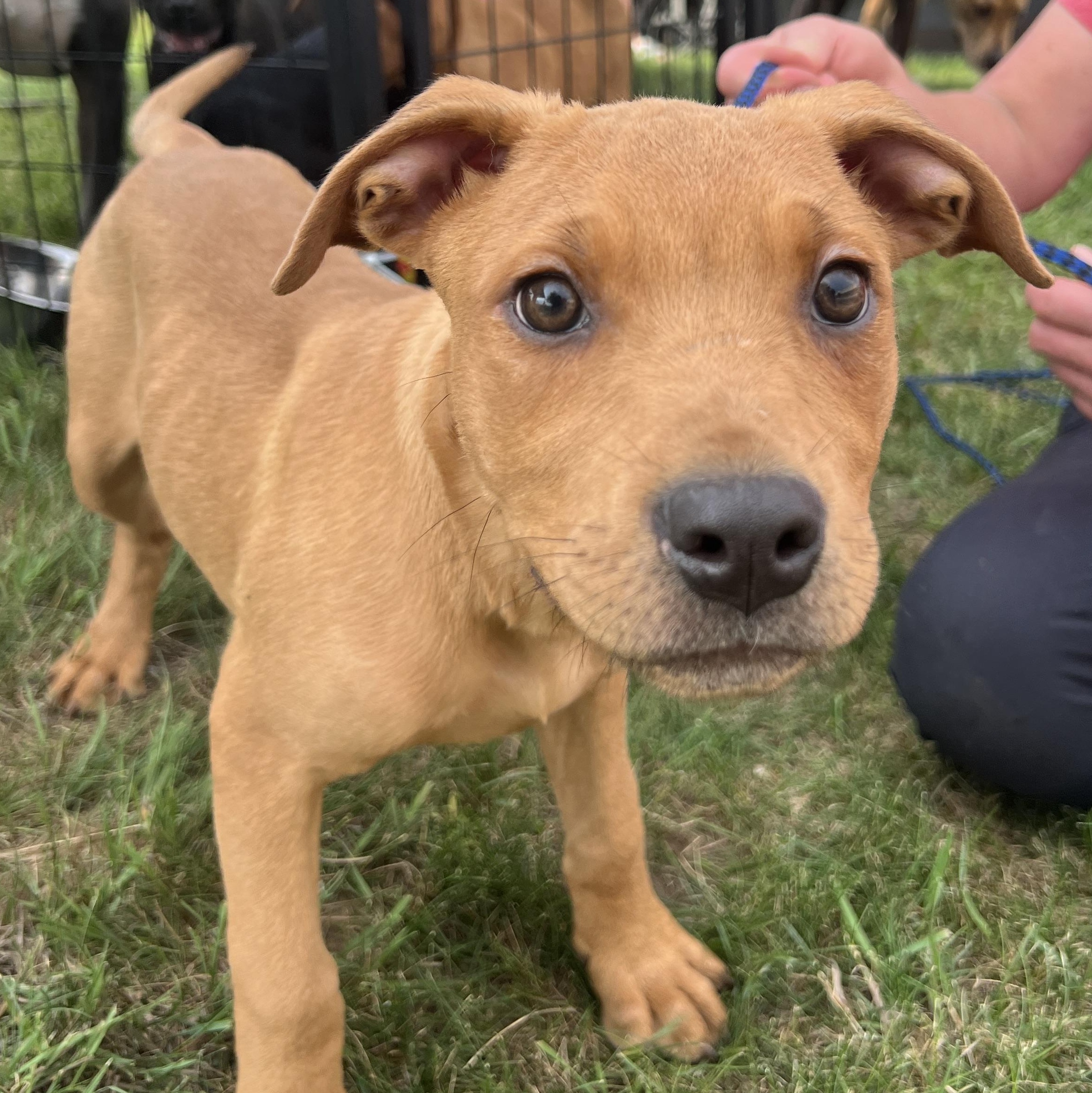 Kennedy, an adoptable Rottweiler, Pit Bull Terrier in Midland, MI, 48642 | Photo Image 3