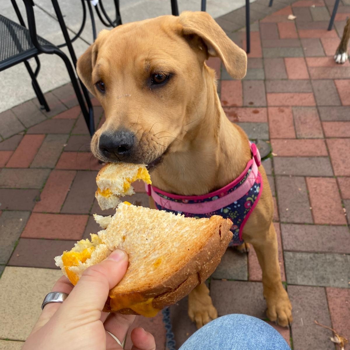 Kennedy, an adoptable Rottweiler, Pit Bull Terrier in Midland, MI, 48642 | Photo Image 6