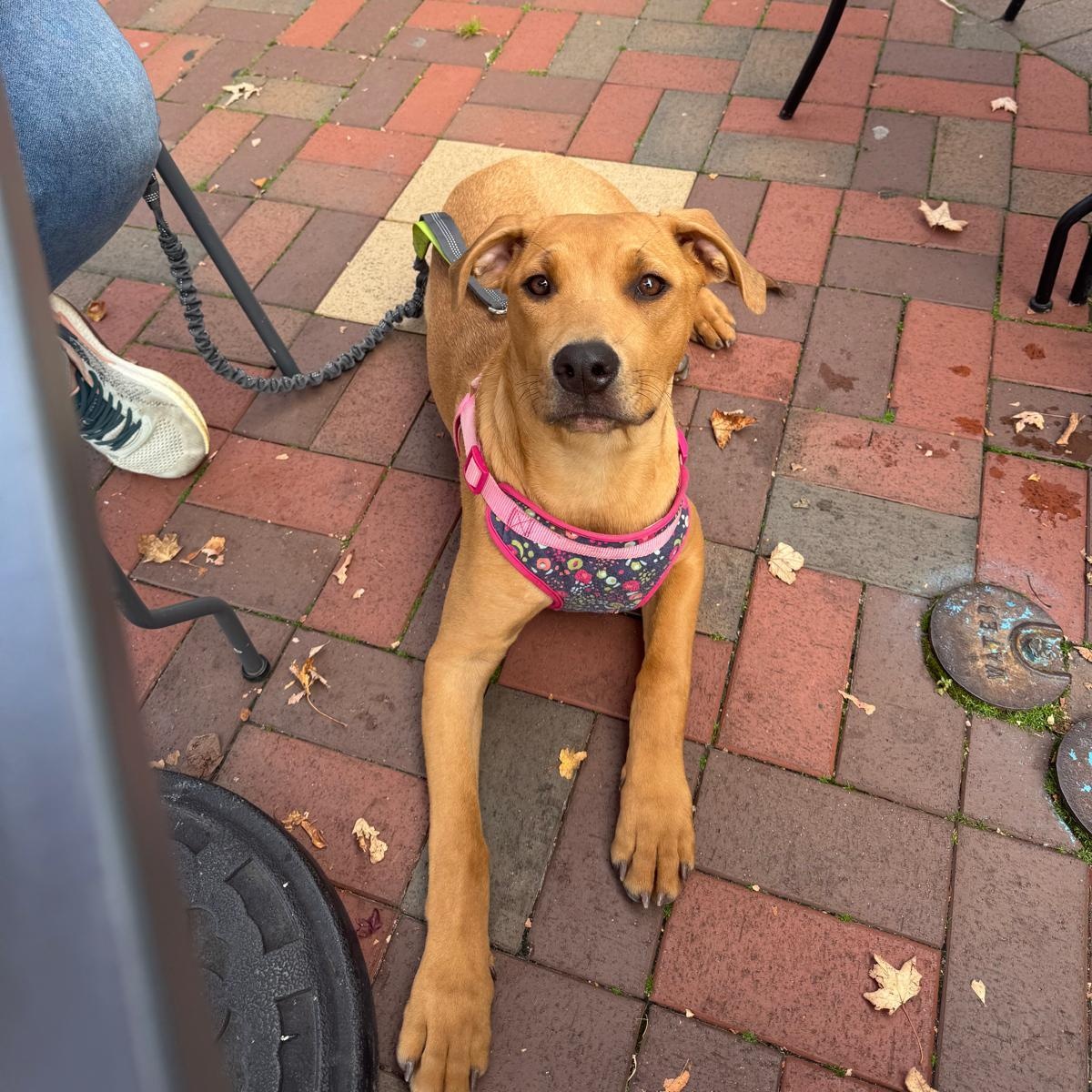 Kennedy, an adoptable Rottweiler, Pit Bull Terrier in Midland, MI, 48642 | Photo Image 5