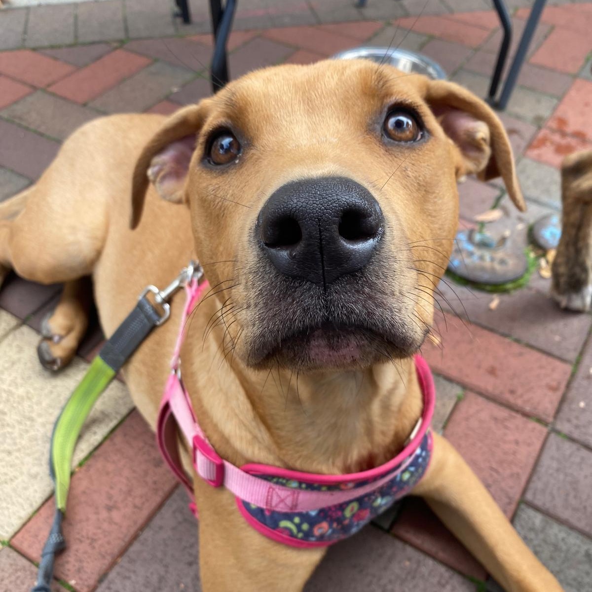 Kennedy, an adoptable Rottweiler, Pit Bull Terrier in Midland, MI, 48642 | Photo Image 1