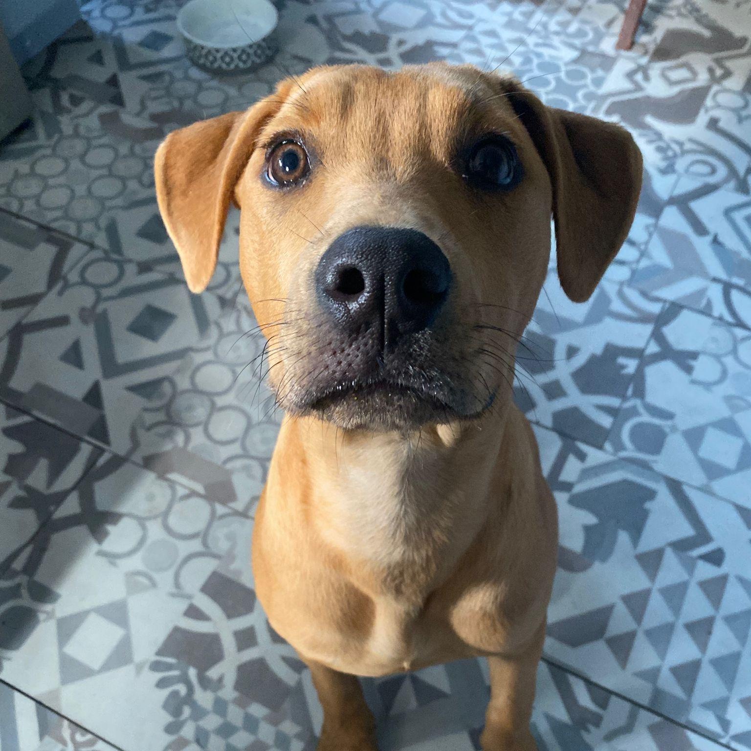 Kennedy, an adoptable Rottweiler, Pit Bull Terrier in Midland, MI, 48642 | Photo Image 5