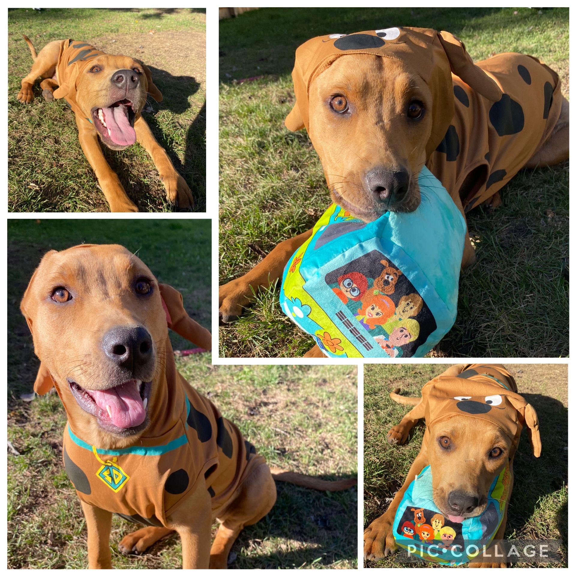 Kennedy, an adoptable Rottweiler, Pit Bull Terrier in Midland, MI, 48642 | Photo Image 3