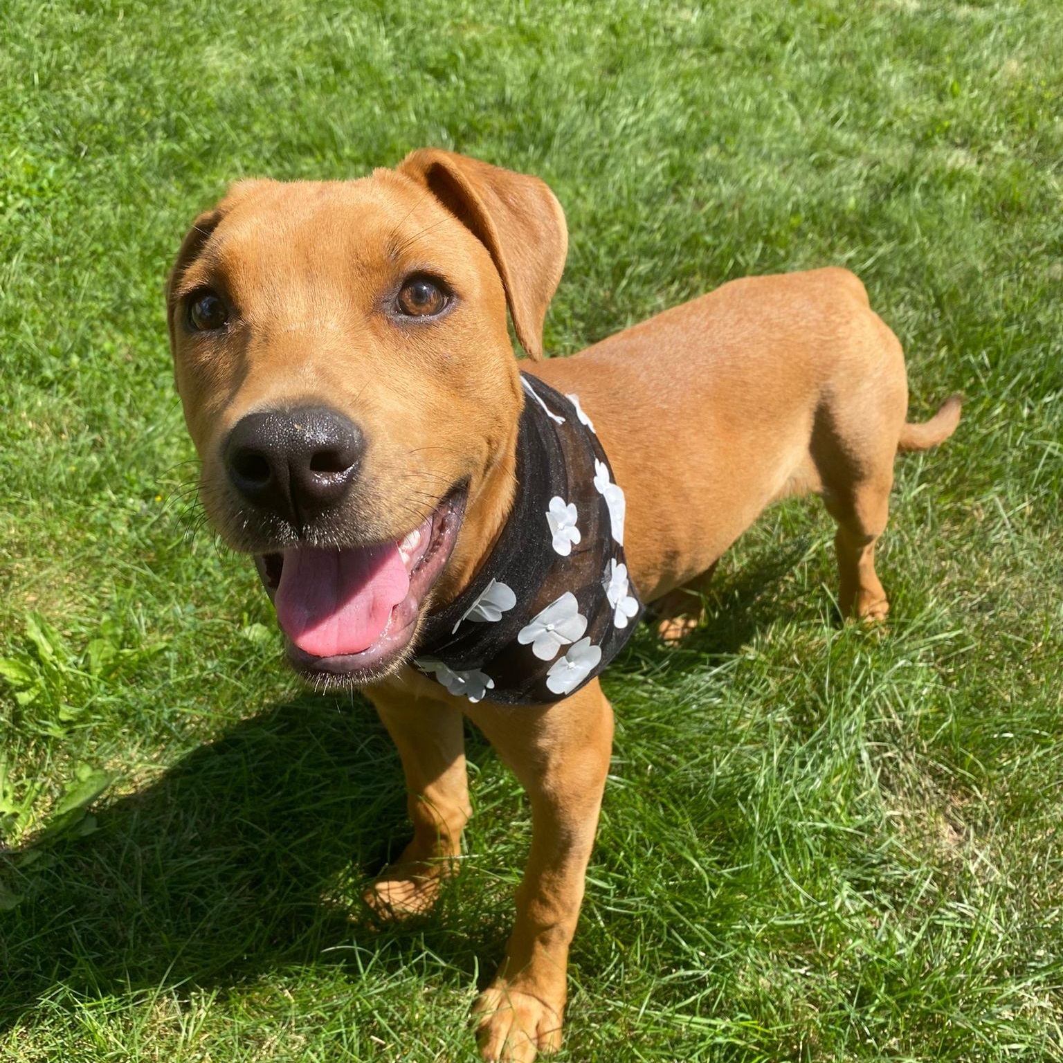 Kennedy, an adoptable Rottweiler, Pit Bull Terrier in Midland, MI, 48642 | Photo Image 1