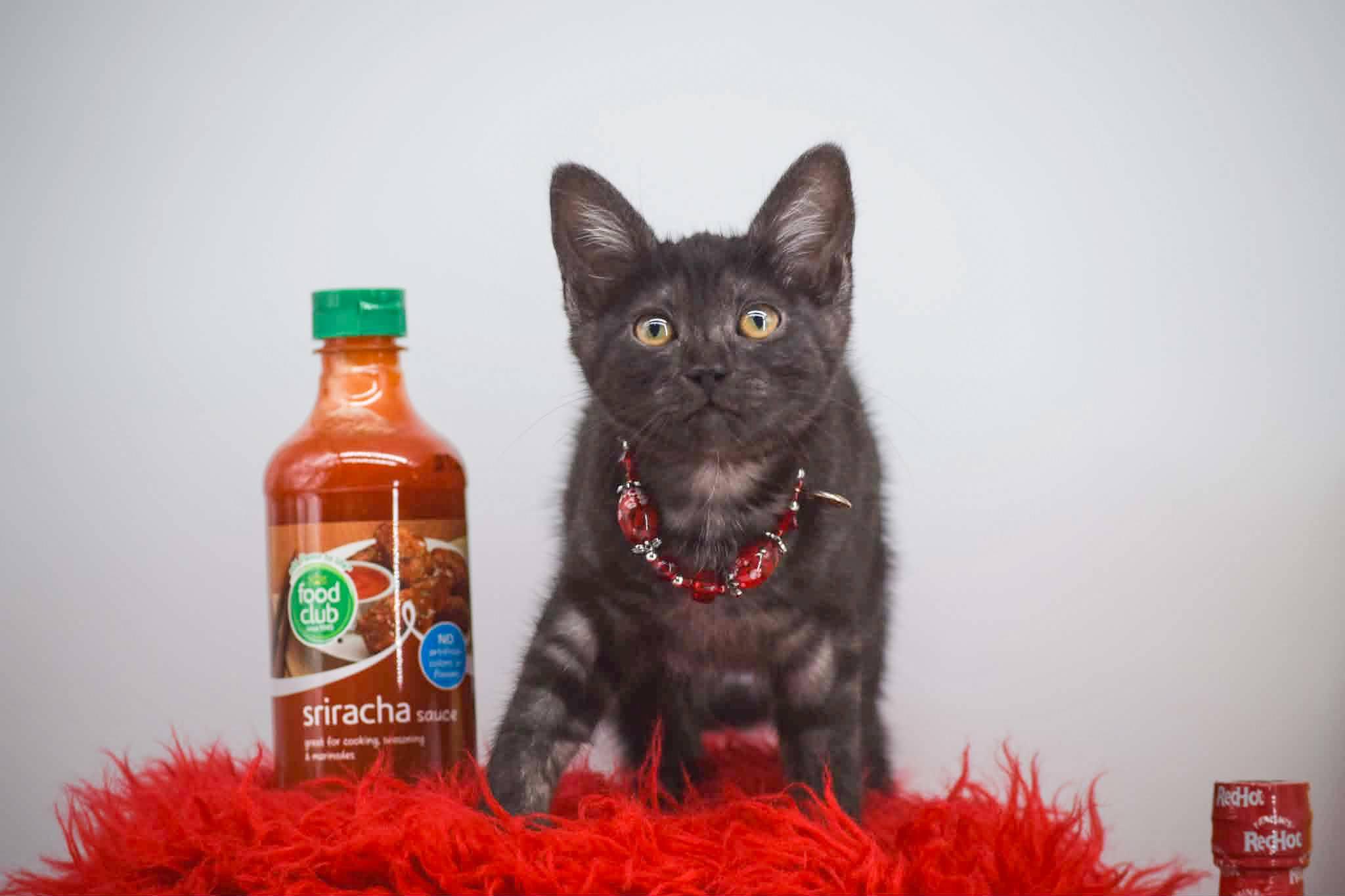 Enlarge Siracha, a ADOPTABLE Domestic Short Hair in Sevierville, TN image 3/4