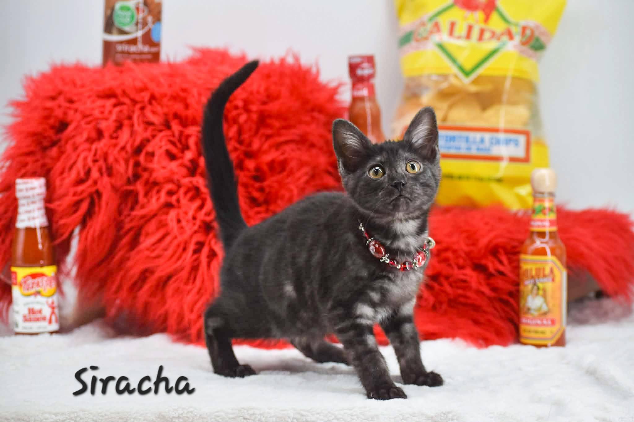 Enlarge Siracha, a ADOPTABLE Domestic Short Hair in Sevierville, TN image 1/4