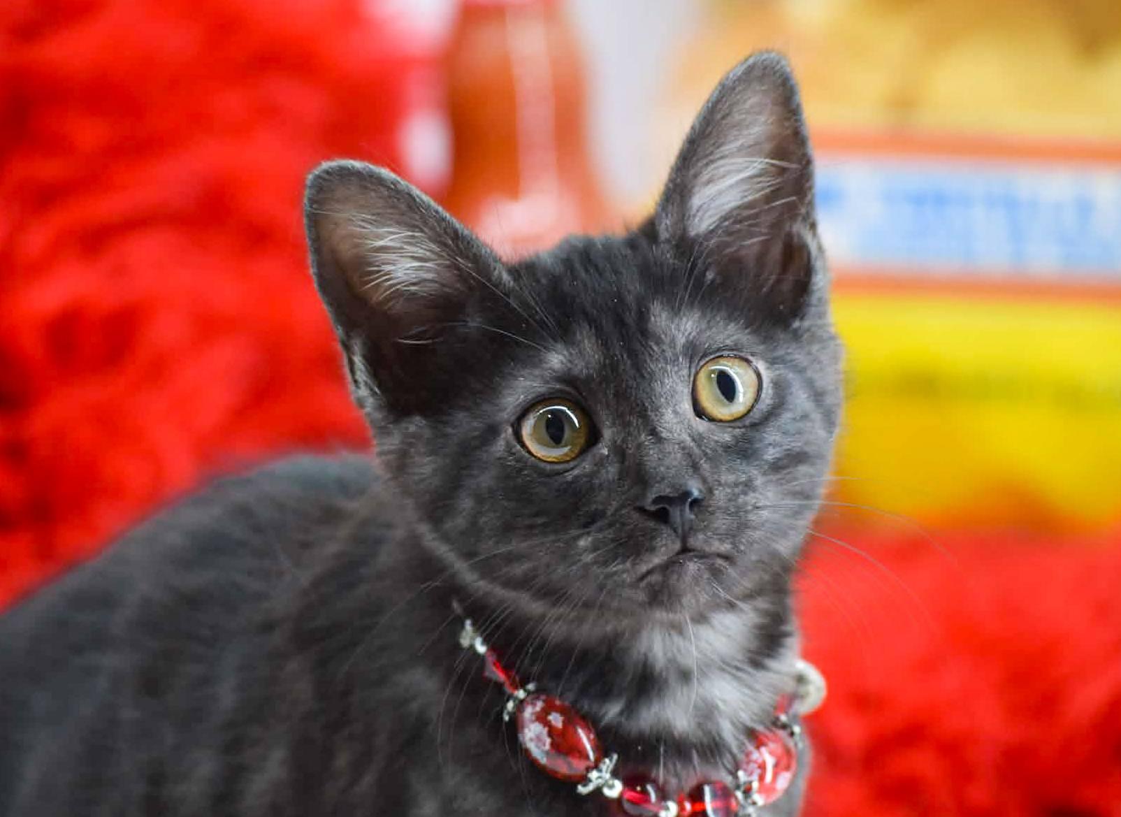 Enlarge Siracha, a ADOPTABLE Domestic Short Hair in Sevierville, TN image 2/4