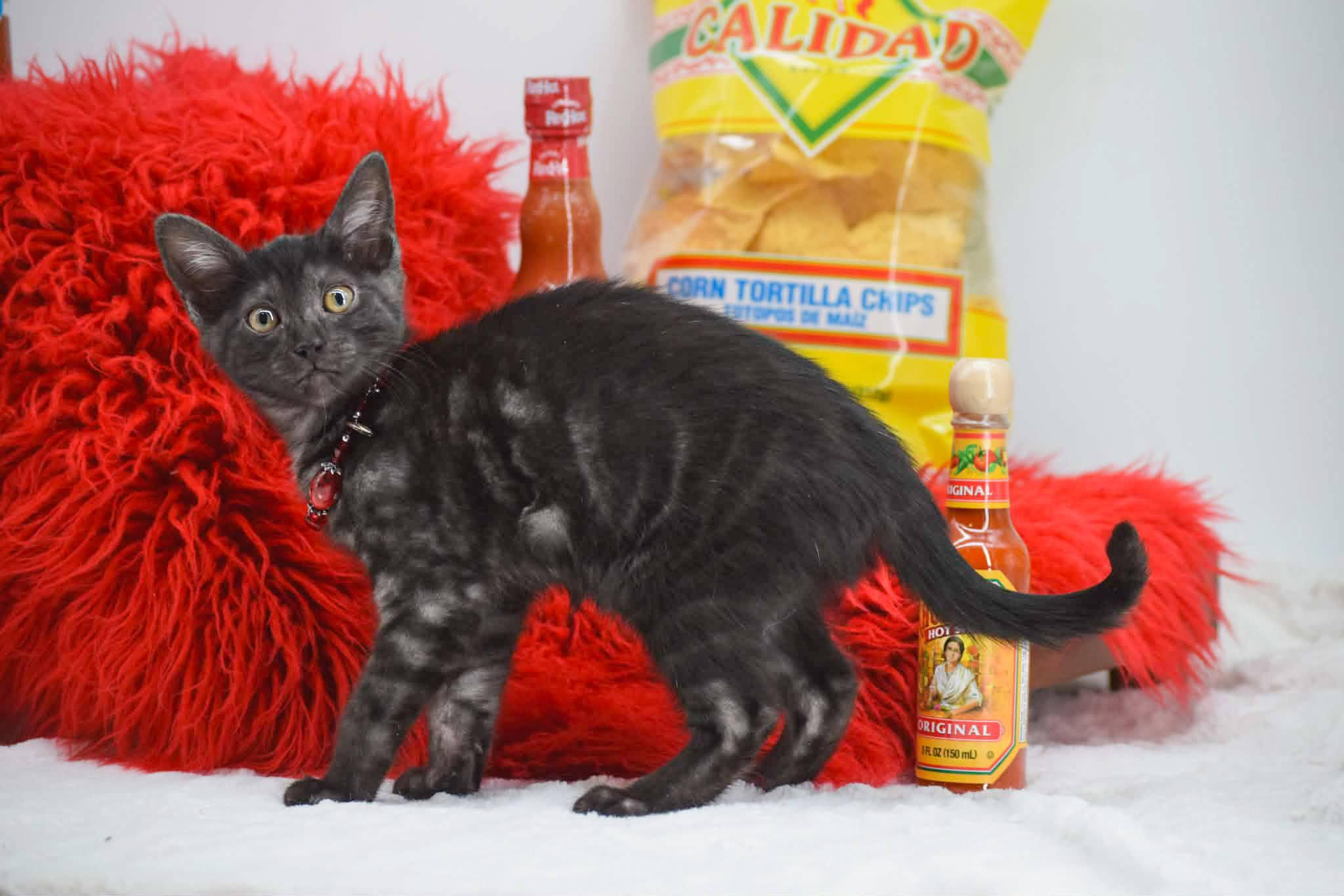 Enlarge Siracha, a ADOPTABLE Domestic Short Hair in Sevierville, TN image 4/4