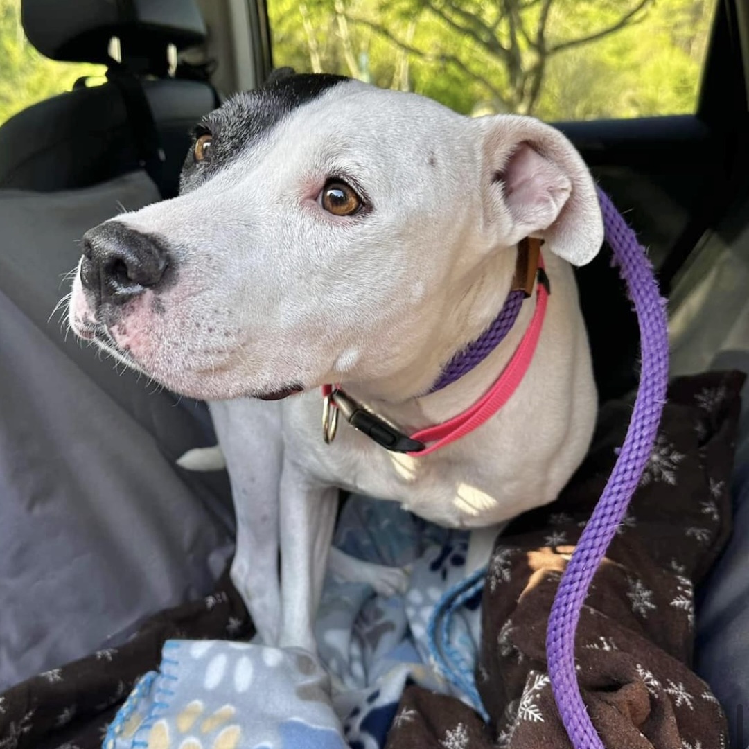 Patches — thumbnail 4