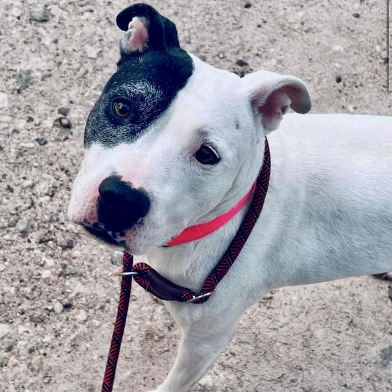 Patches — thumbnail 6