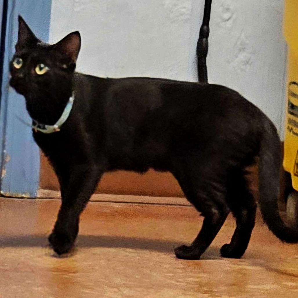 Marishka, a Adoptable mixed breed in Clarksville, AR image 2/3