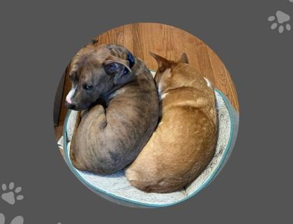 Keeway, Adoptable, Young Male Mixed Breed.