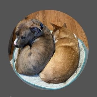 Enlarge Keeway, a Adoptable Mixed Breed in Athens, GA image 2/5