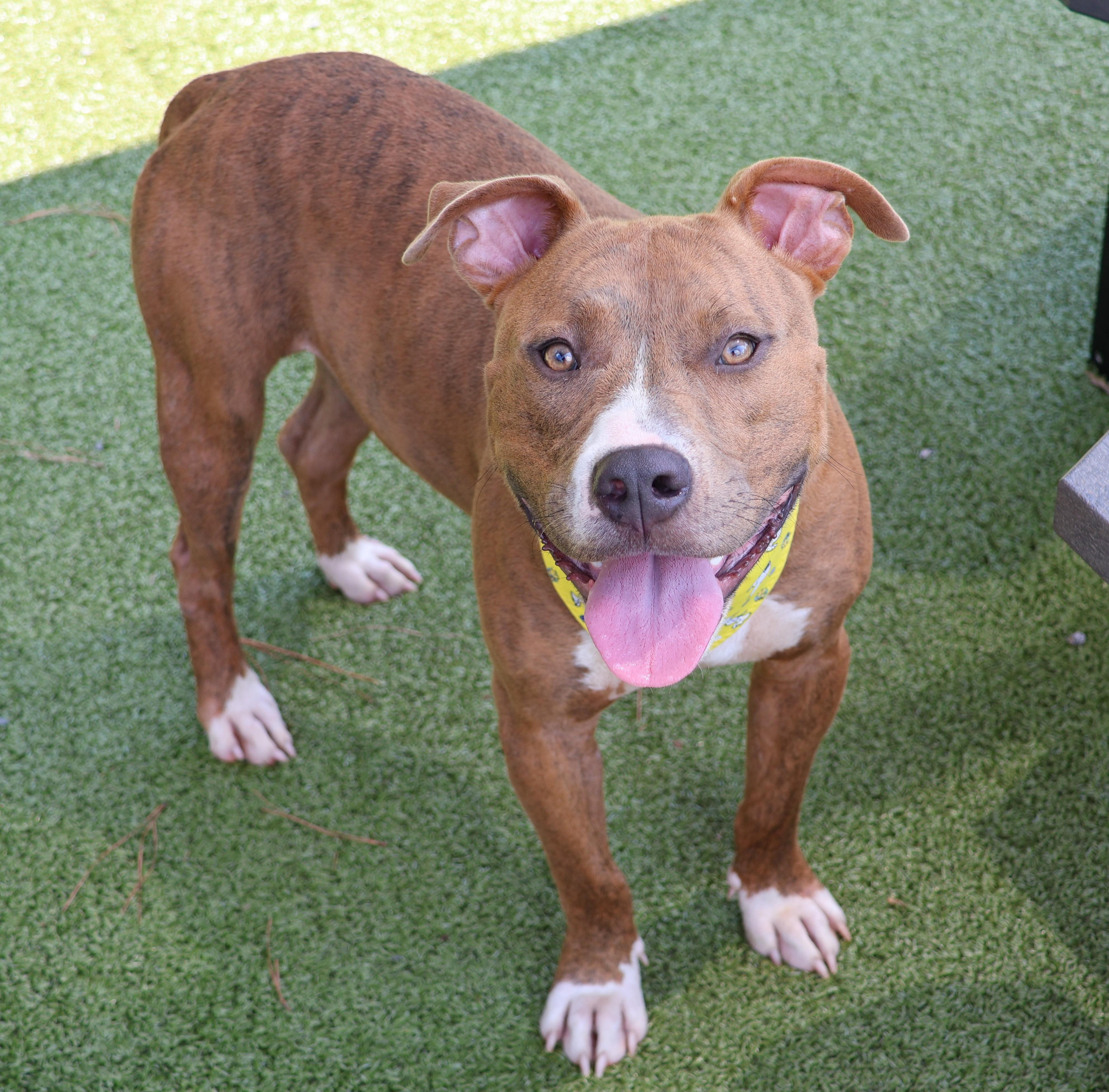 Keeway, Adoptable, Young Male Mixed Breed.