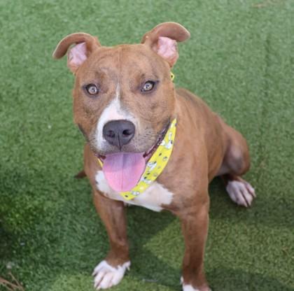 Keeway, Adoptable, Young Male Mixed Breed.