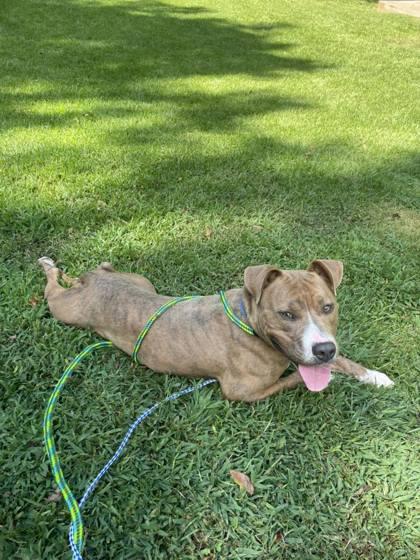 Keeway, Adoptable, Young Male Mixed Breed.
